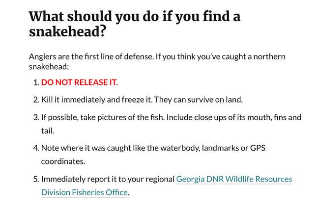 Image for article titled Officials: If You See This Fish, Kill That Sum Bitch Dead As Hell