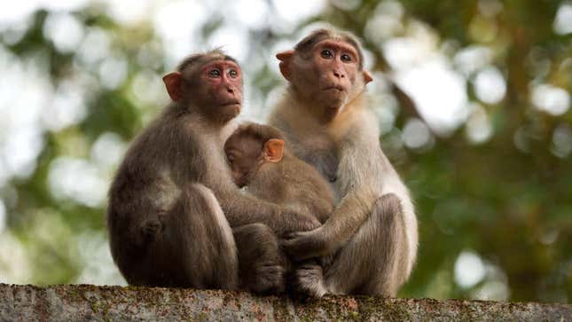 Monkeys in Kerala, India. These are not the monkeys who stole the coronavirus blood samples. 