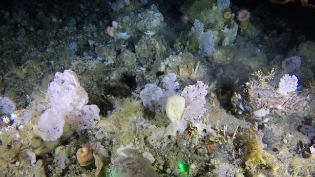 Image from benthic sled. Coral garden habitat with a high diversity of animals including sponges, anemones, and feather stars