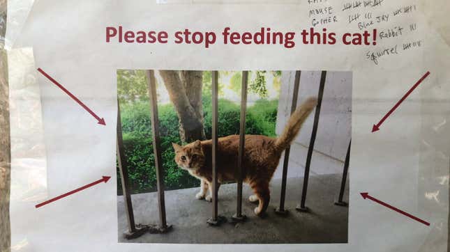 Image for article titled Please Don&#39;t Body Shame Cheeto the Cat