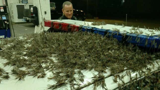 Mayflies Invade Bridge in Central Illinois, End Of Days Imminent