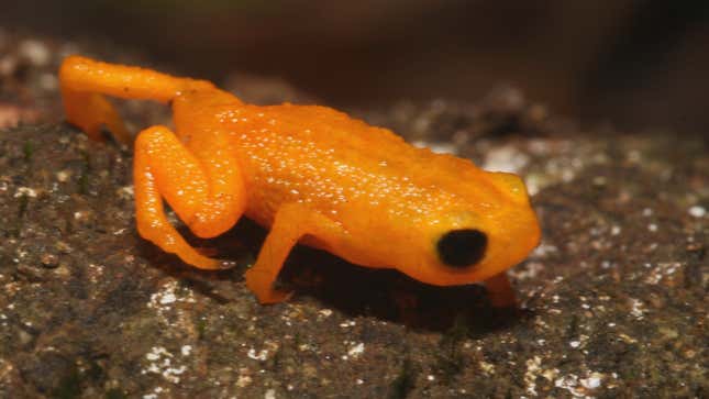 A member of the newly dubbed Brachycephalus rotenbergae, a pumpkin toadlet.