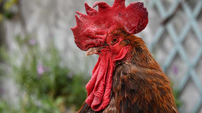 The rooster “Maurice” stands at Saint-Pierre-d’Oleron in La Rochelle, western France, on June 5, 2019.
