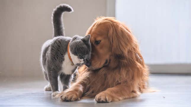 Image for article titled Last Call: Aren’t we all emotional support animals?