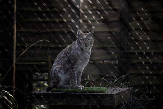 A lynx in its enclosure in Wildwood.
