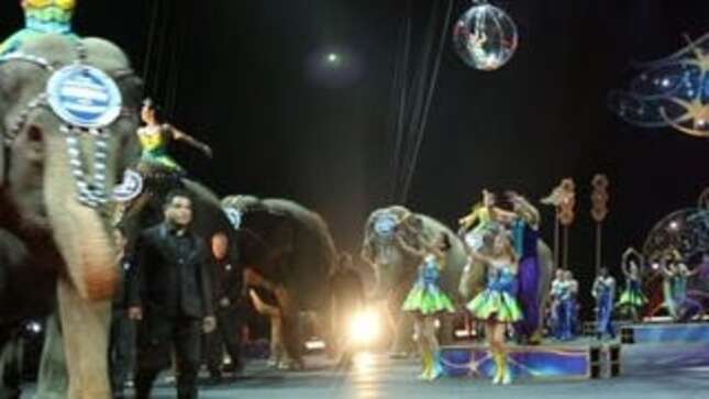 Elephants Give Final Performance for Ringling Bros. Circus