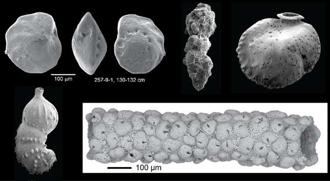 Various scanning electron images of fossil benthic foraminifera.