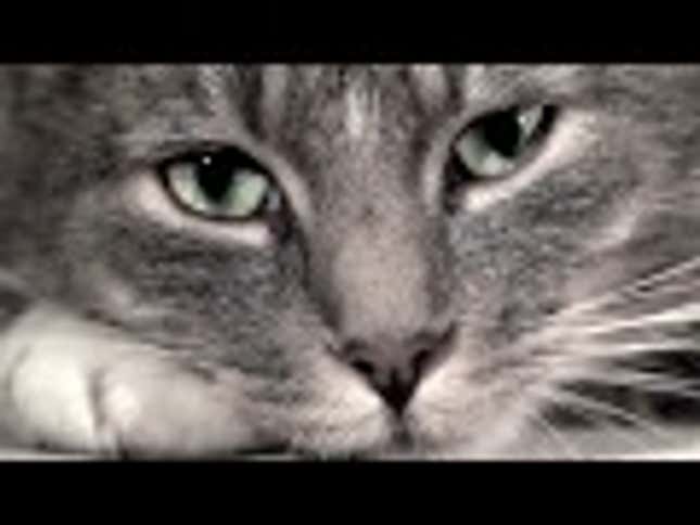 These Sad Cats Are So Sad