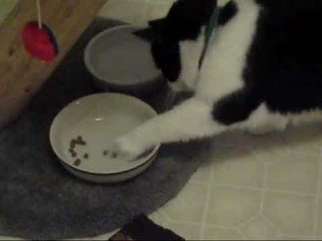 Guy Who Sounds Just Like Jeff Goldblum Makes Perfect Cat Video