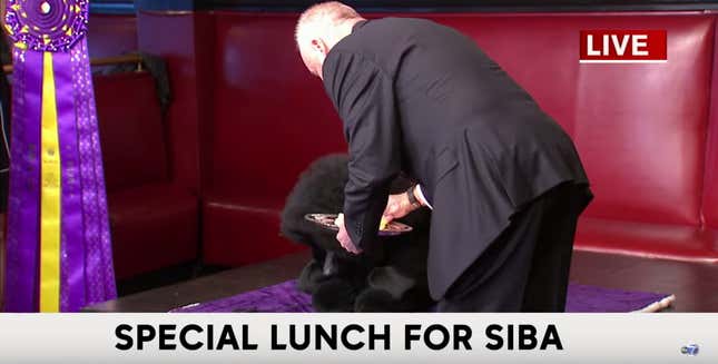 Image for article titled Last Call: What do you feed a very good boy or girl?