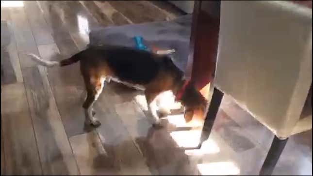 Irate Detroit Sports Blogger Yells While His Dog Sleeps, Licks Its Own Ass<em></em>
