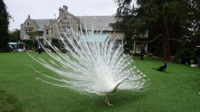 Buy the Playboy mansion for feminism, rich ladies!
