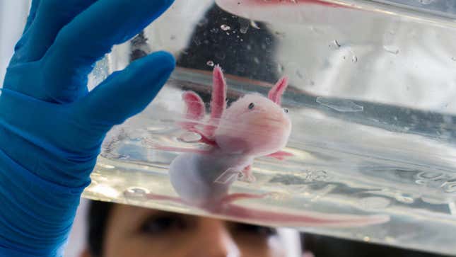 An axolotl in a regenerative therapy lab in Dresden in 2015.