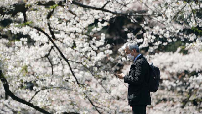 Image for article titled Japan Hasn&#39;t Seen Cherry Blossoms This Early in 1,200 Years
