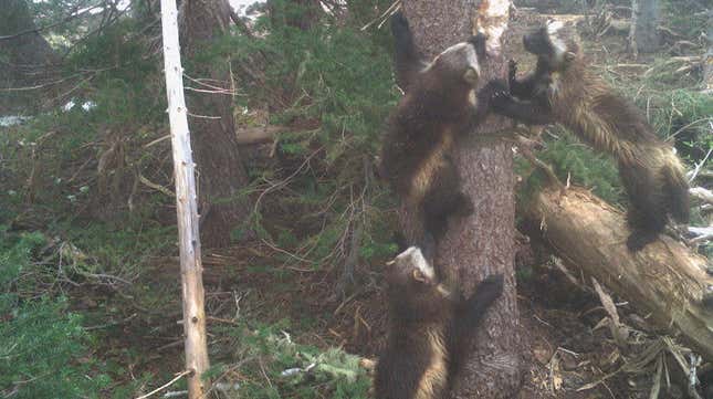A wolverine family spotted by a camera trap stationed in Mount Rainier National Park. 