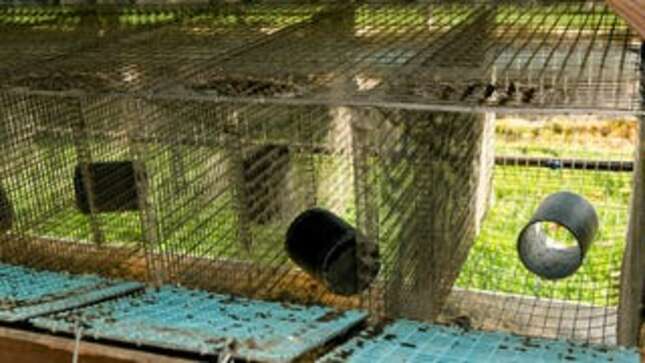 Dead Mink the Danish Government Probably Shouldn't Have Killed Are Now Rising From Their Graves