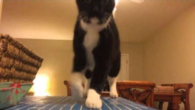 You Won't Believe What This Amazing Cat Does! (YOU WON'T!)