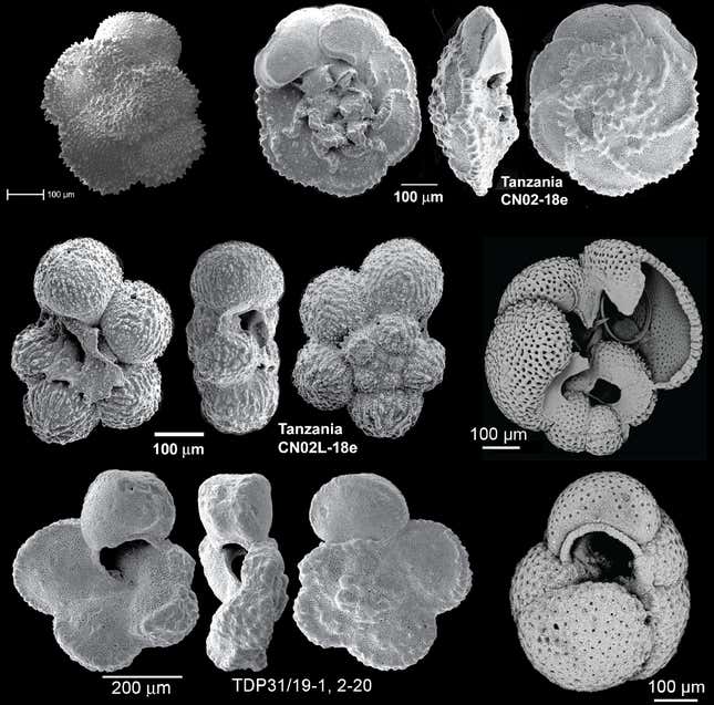 Various scanning electron images of fossil planktic foraminifera.