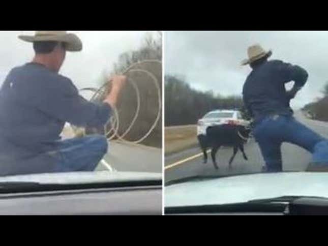 Watch This Cowboy Rope A Calf From The Hood Of A Cop Car<em></em>