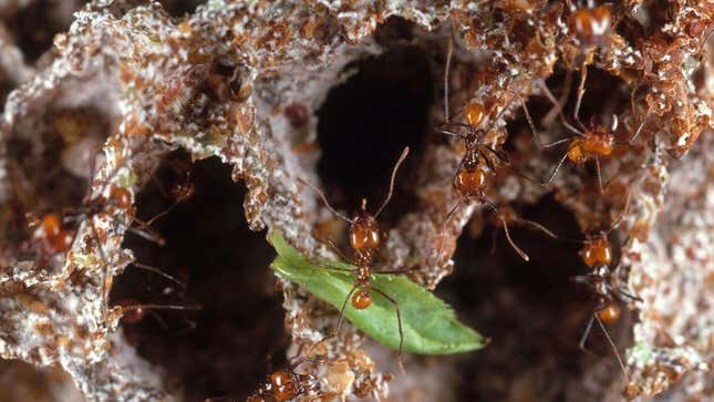 Image for article titled Ant Colony Comes To Halt After Death Of Popular Worker