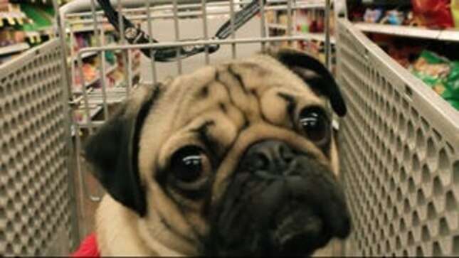 Doug the Pug Dresses as Mariah, Only Wants One Thing for Xmas (Not You)