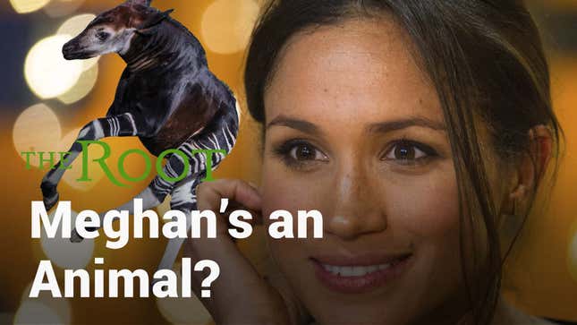 Watch: There’s a New Meghan in Town ... and She’s an Animal