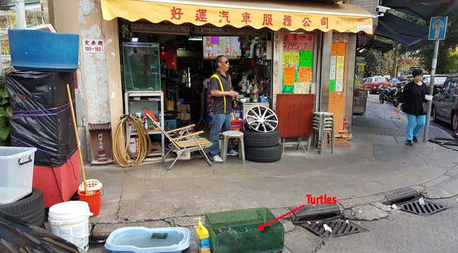 A tire-mounting shop with some turtles out front.