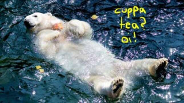 Image for article titled This Soft Bear Enjoying An Ice Cake with Frozen Fruit Reminds Me of Harry Styles