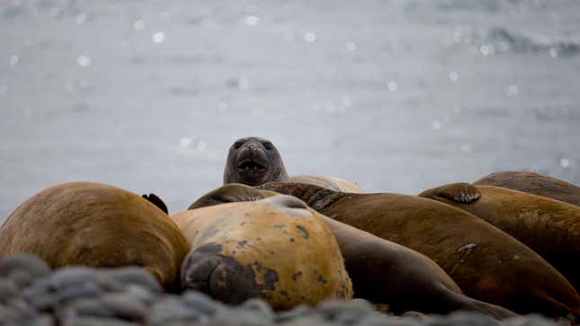An elephant seals rest on the beach in Robert Island, in the South Shetland Islands archipelago, Antarctica.