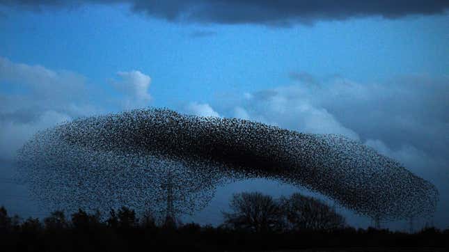While we don’t know the exact reason starlings act this way, until we do, we can still enjoy the show.