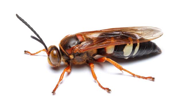 Image for article titled These Insects Are Not 'Murder Hornets' So Please Stop Killing Them