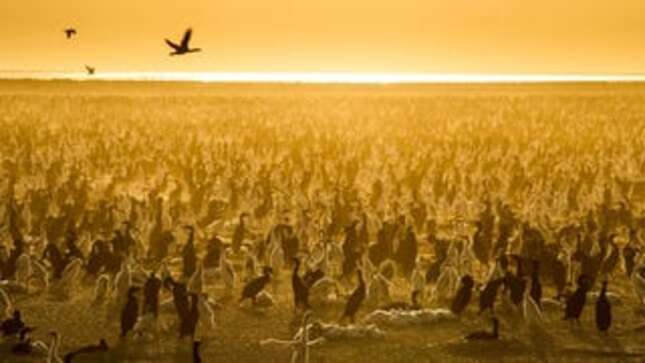 Image for article titled Netflix’s Our Planet Delivers Thrills, But Something's Missing