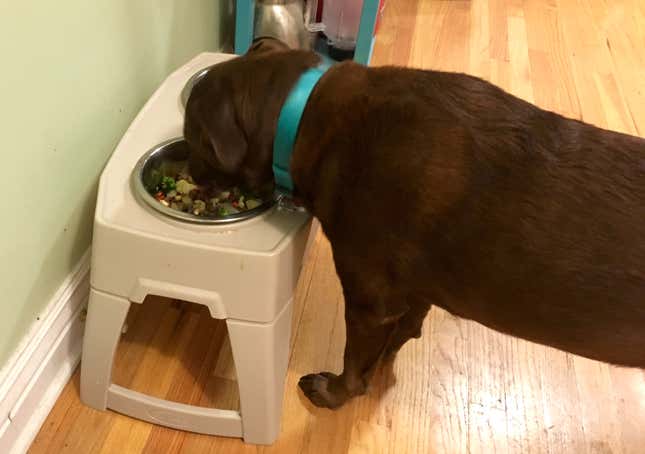 Abby eating her gourmet $48.95 meal. (Photo: Aimee Levitt)