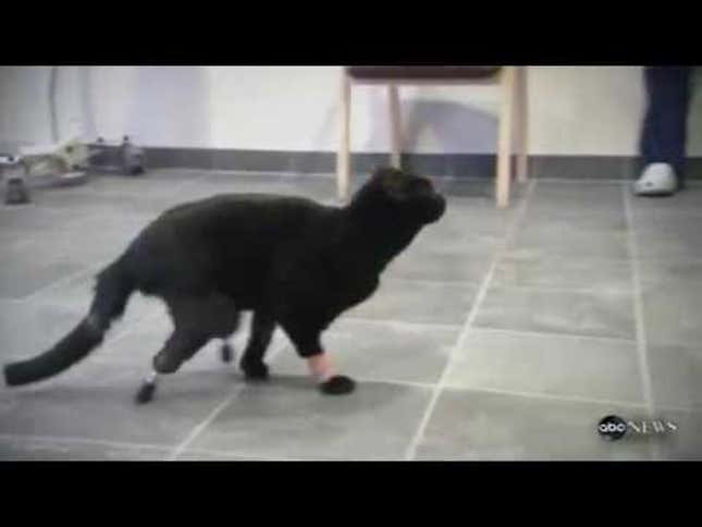 Go Go Gadget Cat Legs!