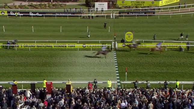 Grand National Winner Celebrates By Head-Butting Handler In The Balls