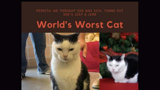 Image for article titled I&#39;m Inspired By This Cat Who Everyone Thought Was Sick But Is Actually Just an Asshole