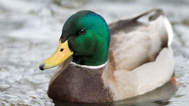 The duck claims that &quot;big names—household names&quot; are involved in the multi-tiered conspiracy.