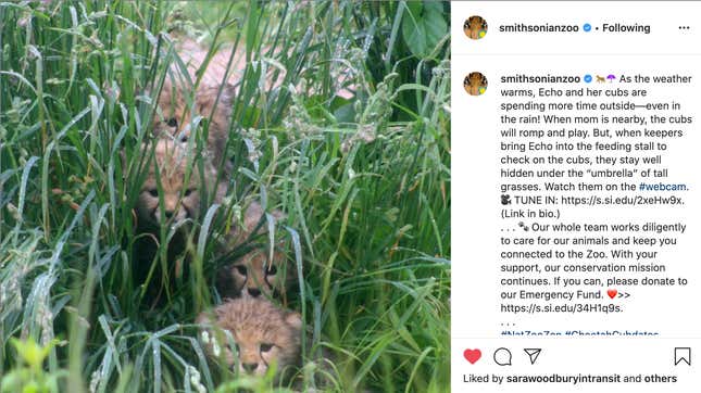 Image for article titled Please Enjoy These Photos of the National Zoo's New Cheetah Cubs