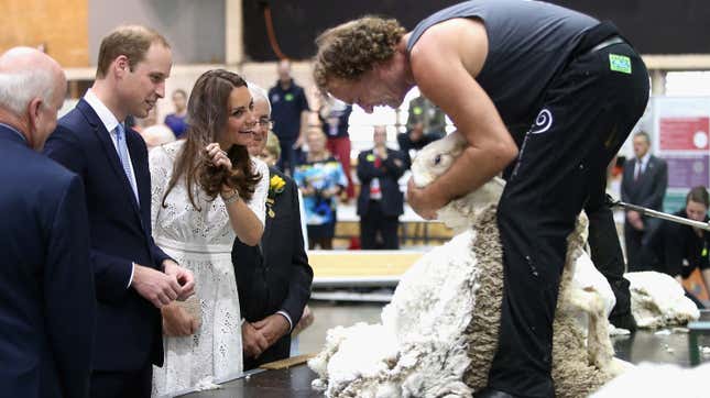 Kate Middleton watching a sheep being shorn and getting some big ideas