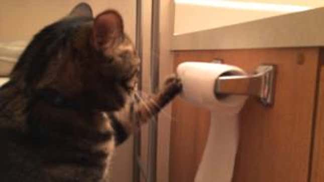 Super Considerate Cat Unwinds Then Rewinds Toilet Paper Roll