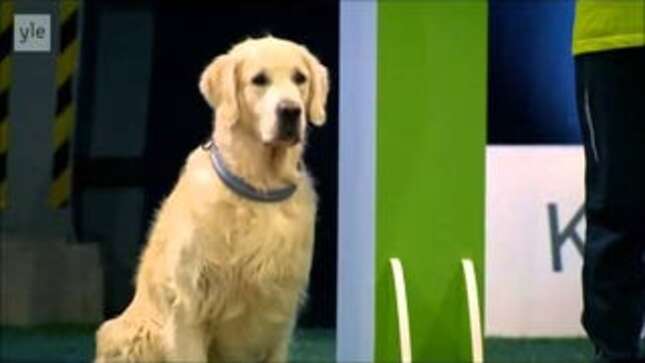 We are All This Golden Retriever Spectacularly Bombing an Agility Test