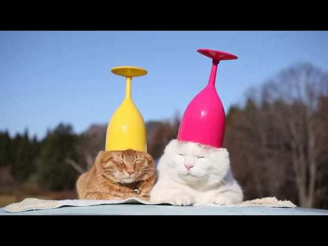 Yes We Need Cats With Wine Glasses on Their Heads
