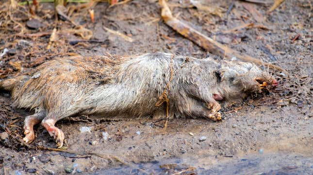 Image for article titled Oh great, the bubonic plague is back