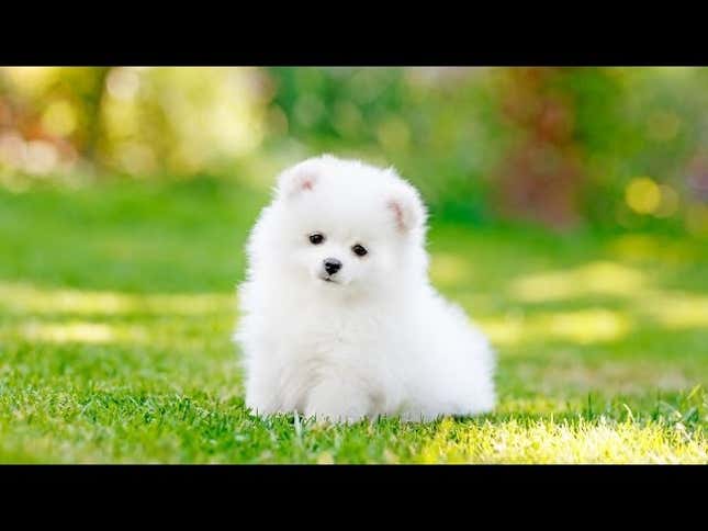Where to Start When You've Decided You Want a Dog