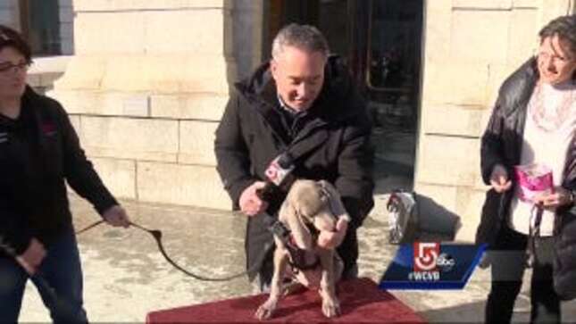 This Puppy Is a Museum Volunteer, Thank You Very Much