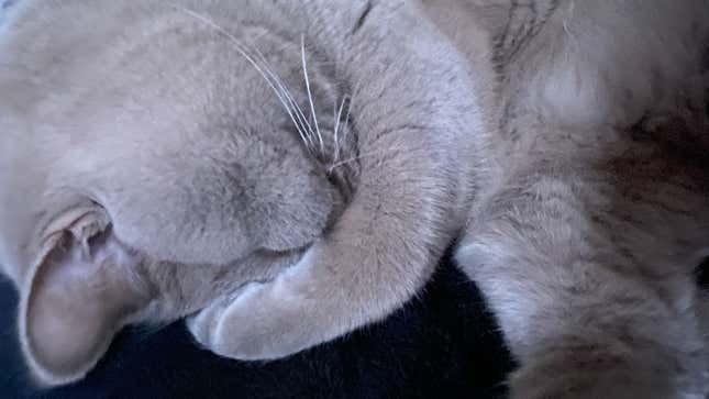 Image for article titled I Adore Him; He Tolerates Me: The Blessing of My Emotionally Unavailable Cat