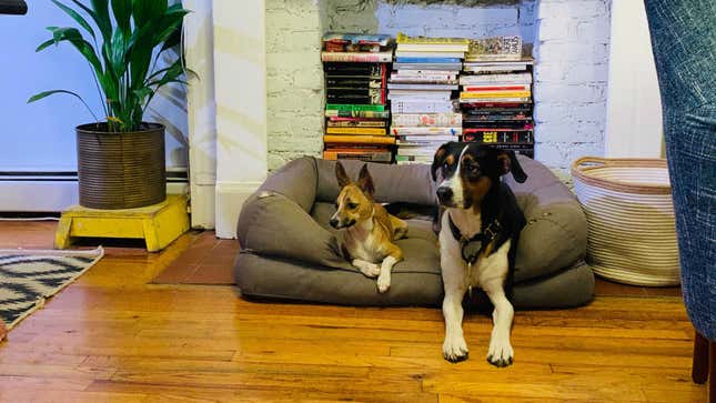Image for article titled Just Some Nice Pictures of Our Pets to Look at For No Particular Reason