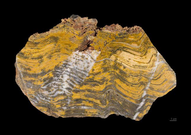 A stromatolite from Australia’s Pilbara Craton.