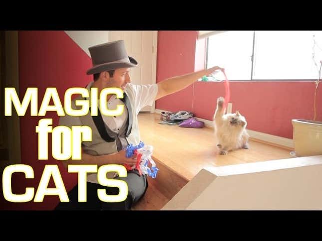 Cats Underwhelmed By Magic Tricks Should Come as No Surprise to Anyone