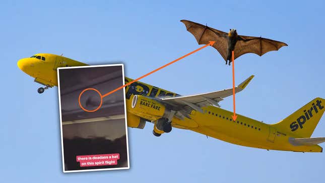 Image for article titled There Was A Freaking Bat Flying Around Inside A Spirit Airlines Flight
